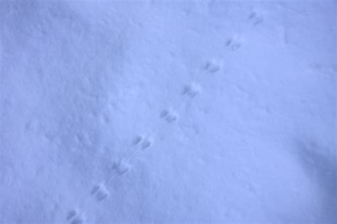 Rat Tracks In Snow Images